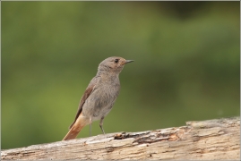 <p>REHEK DOMÁCÍ (Phoenicurus ochruros) /Black redstart - Hausrotschwanz/</p>